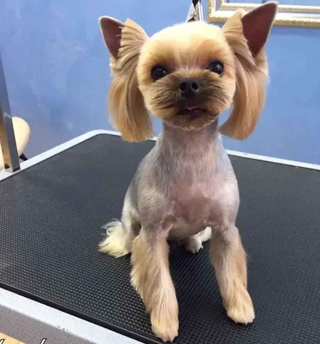 Female Yorkie Haircut