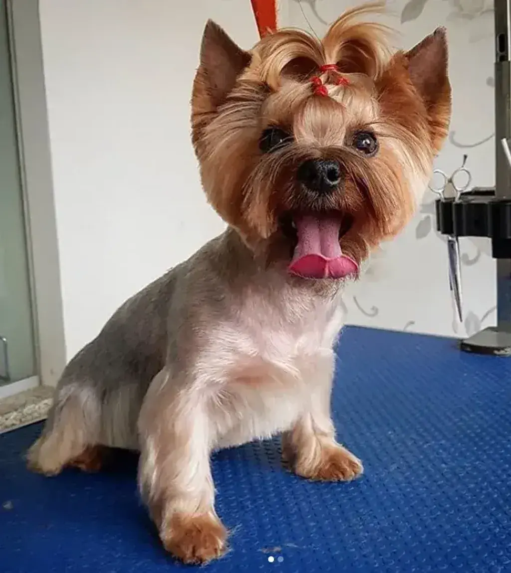 Female Yorkie Haircuts