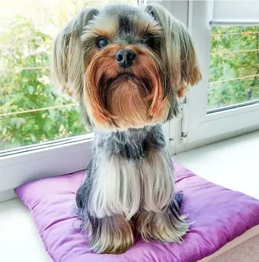 Male Yorkie Haircuts