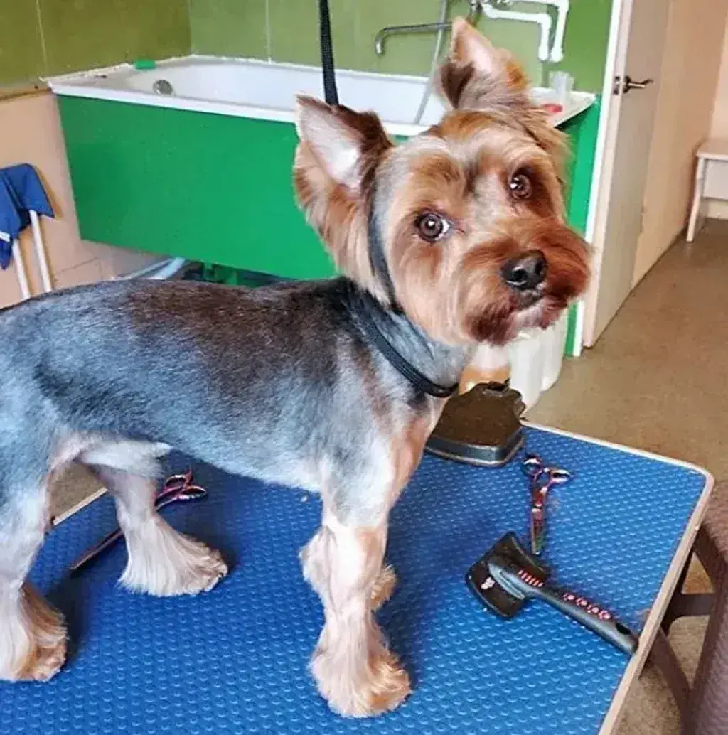 Male Yorkie Haircut 