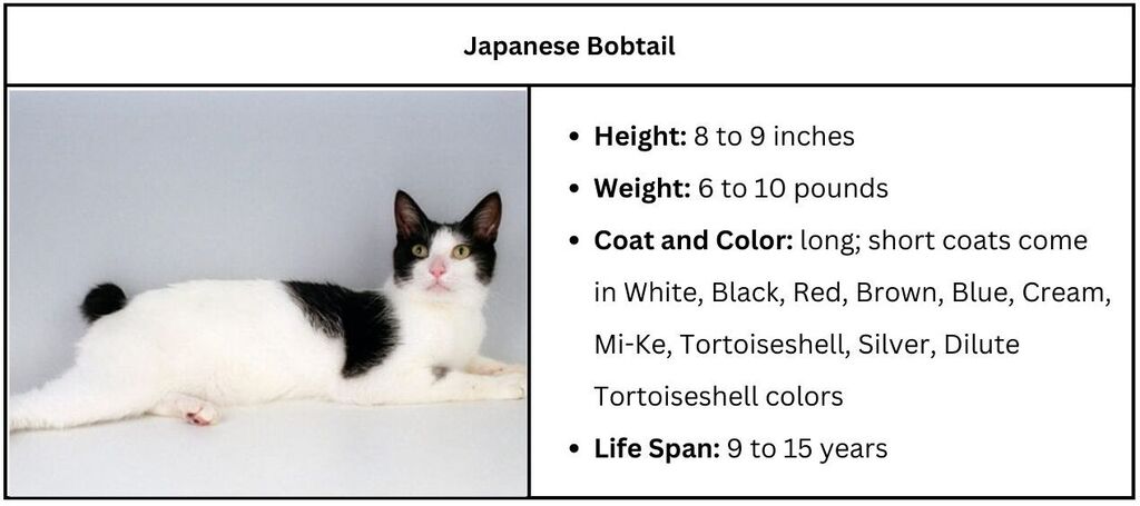 Black and White Cat Breeds