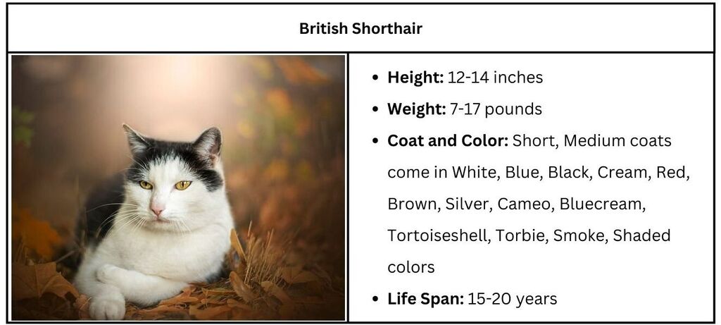 Black and White Cat Breeds