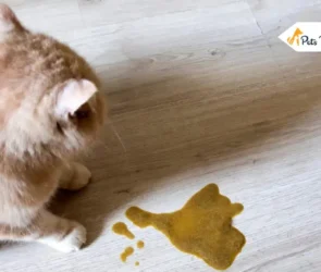 Cat Vomit Color Charts