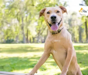 Golden Retriever Pitbulls Mix