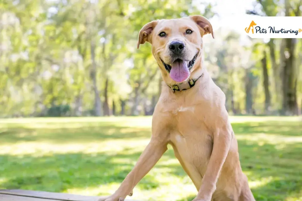 Golden Retriever Pitbulls Mix