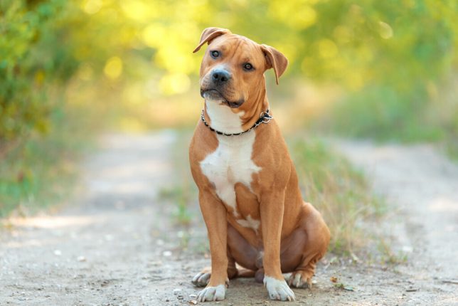 Great Dane Pitbull Mix: An Ultimate Guide on Great Danebull