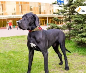 Great Danes Pitbull Mix
