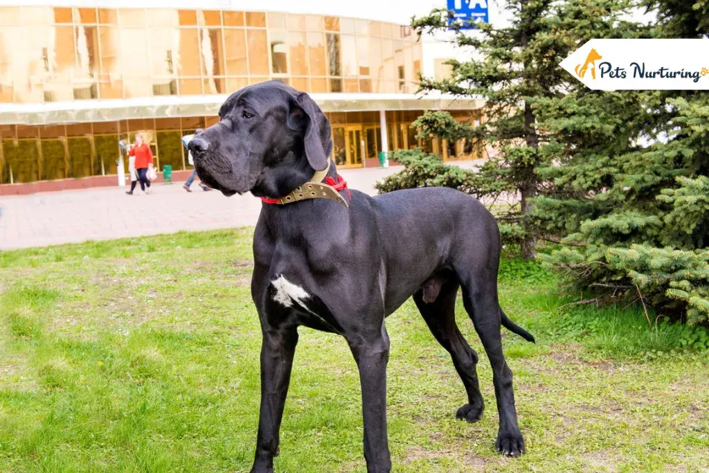 Great Danes Pitbull Mix