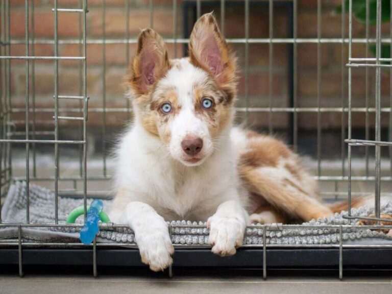 Essential Tips on Preventing Kennel Cough in Dogs