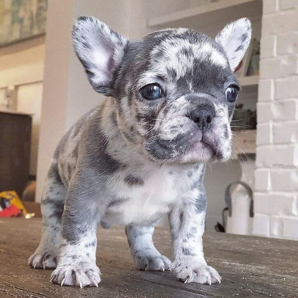 Merle Frenchie: Grooming 