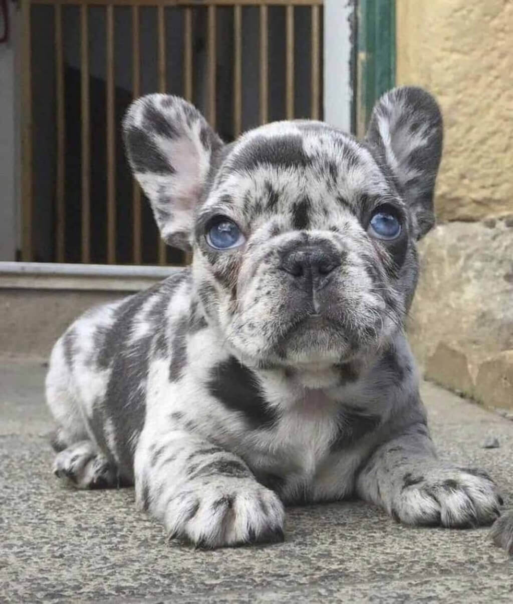 The Merle Frenchie's Personality 