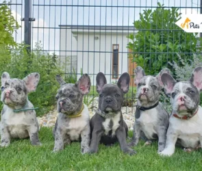 Merle French Bulldogs