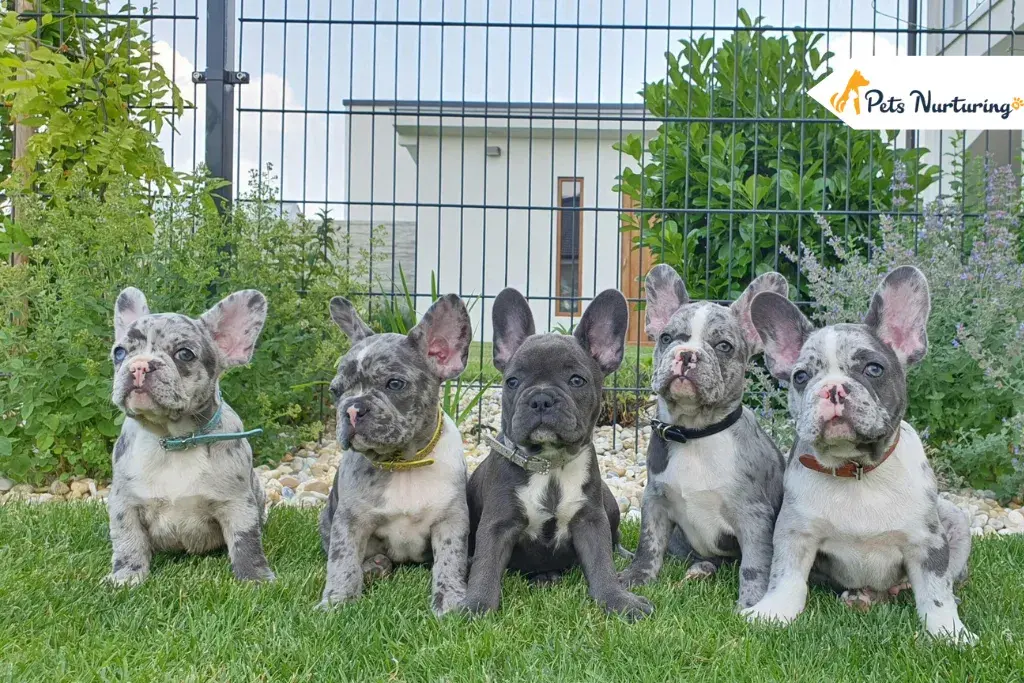 Merle French Bulldogs