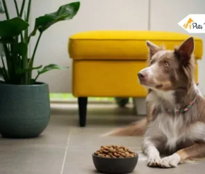 Royal Canin dog foods