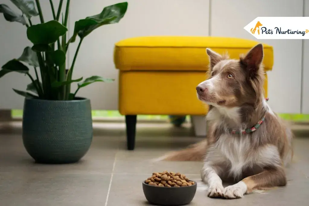 Royal Canin dog foods