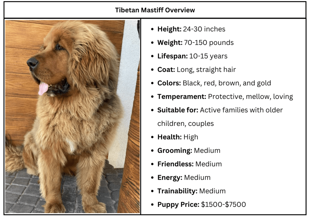 Tibetan Mastiff price