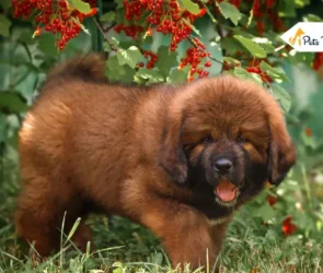 Tibetans Mastiff
