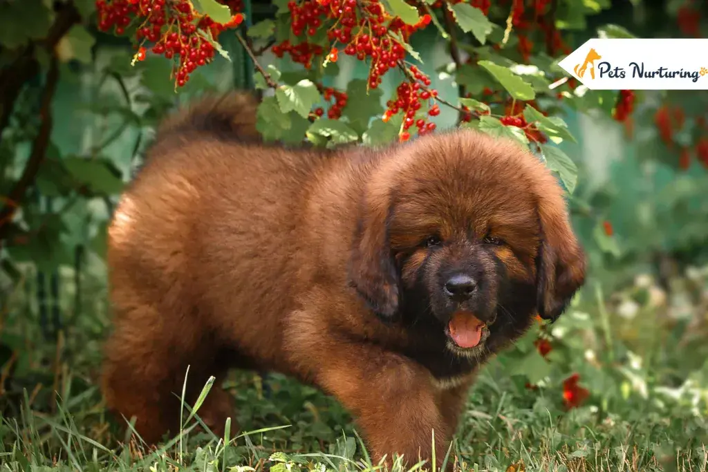 Tibetans Mastiff