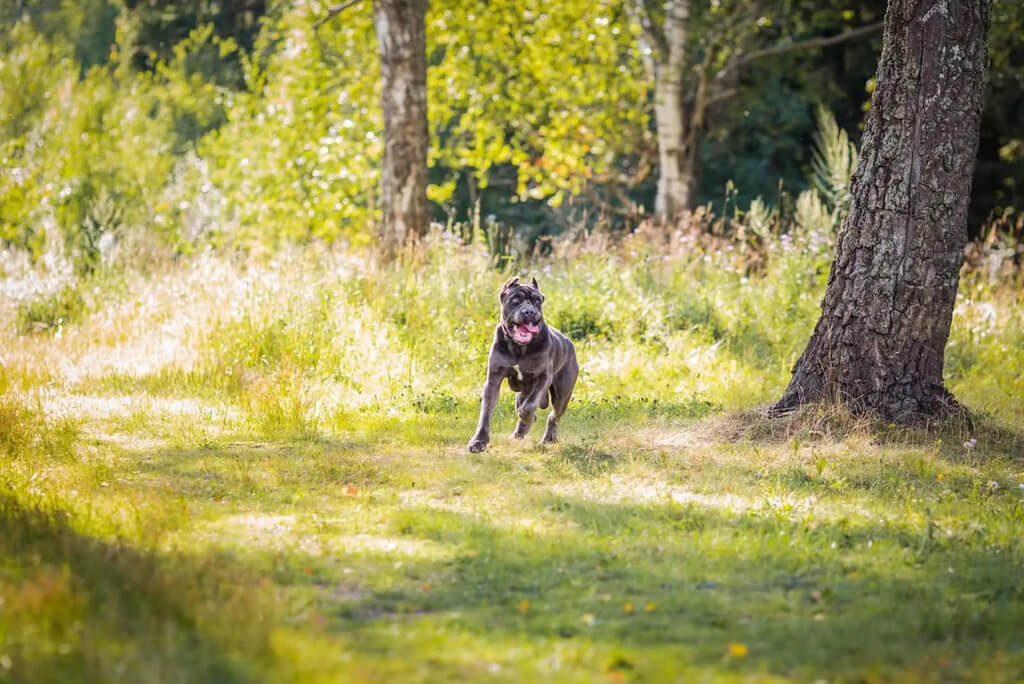 Temperament of cane Corso pitbull mix