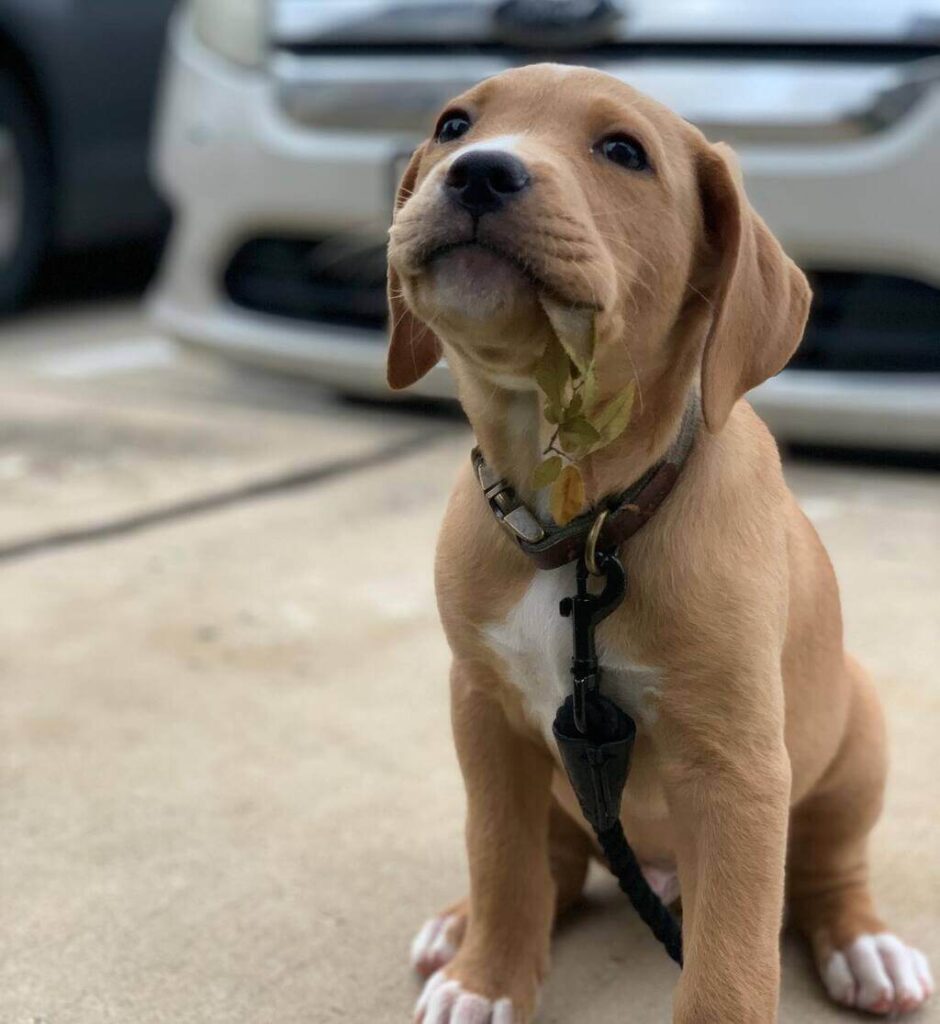 Golden Retriever Pitbull Mix: All You Need to Know