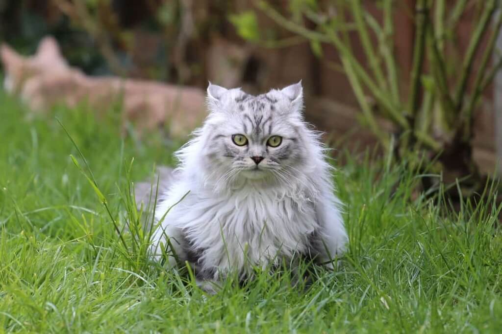 15 Gorgeous Grey and White Cat Breeds (With Pictures)