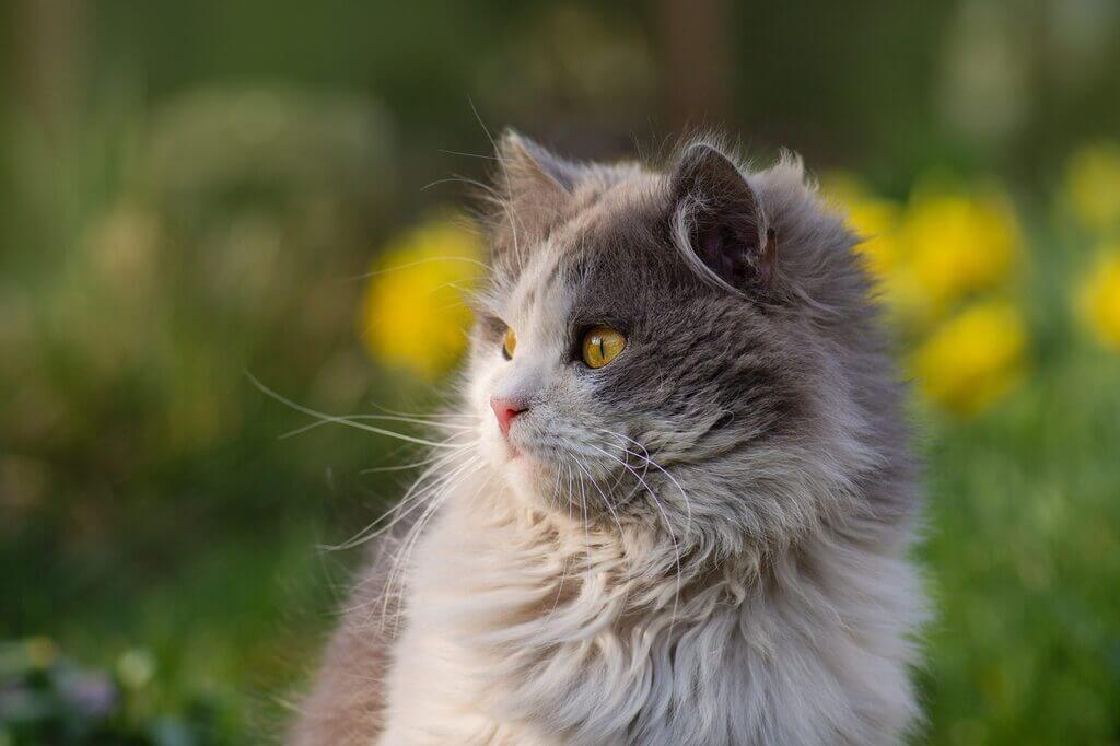 grey and white cat breeds