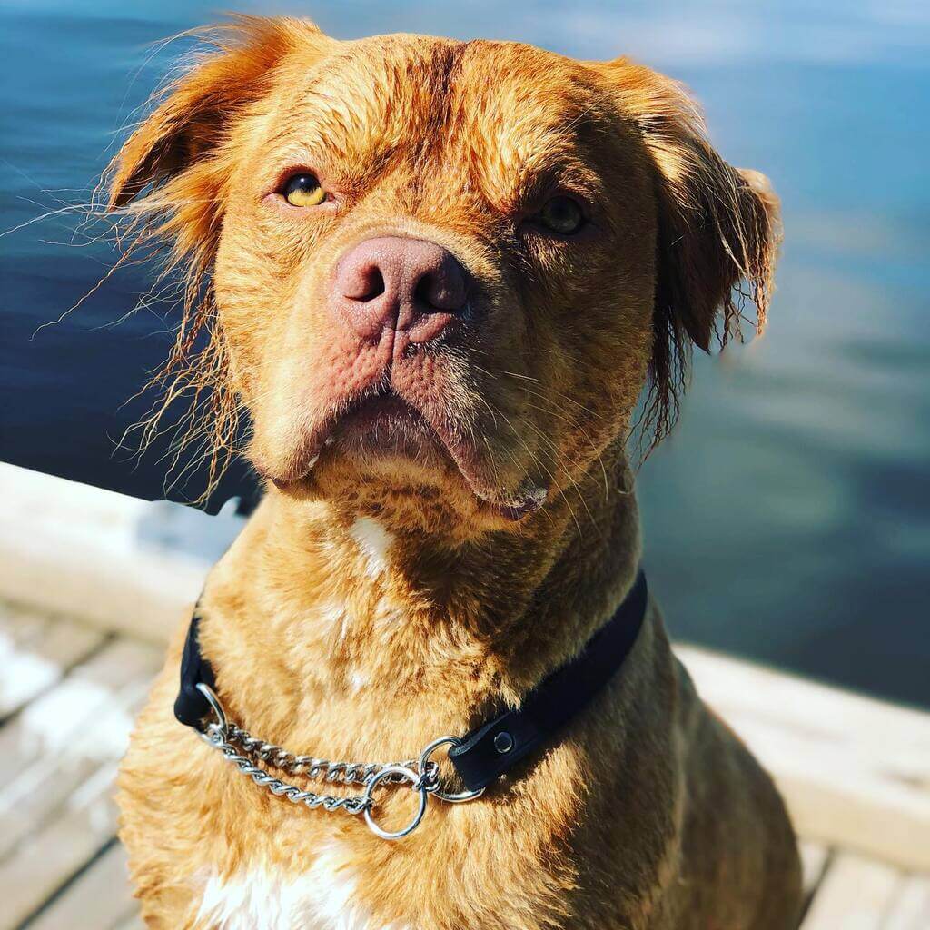 half golden retriever half pitbull