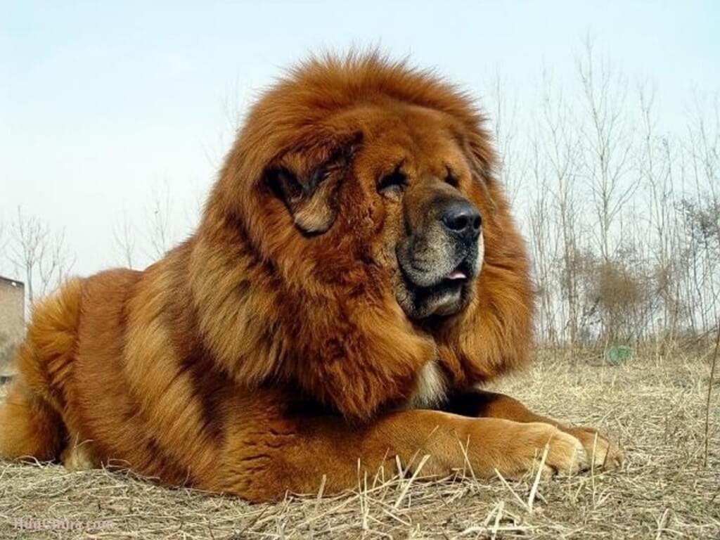 Tibetan Mastiff Price And Lifetime Expenses Tibetan Mastiff Price And Lifetime Expenses