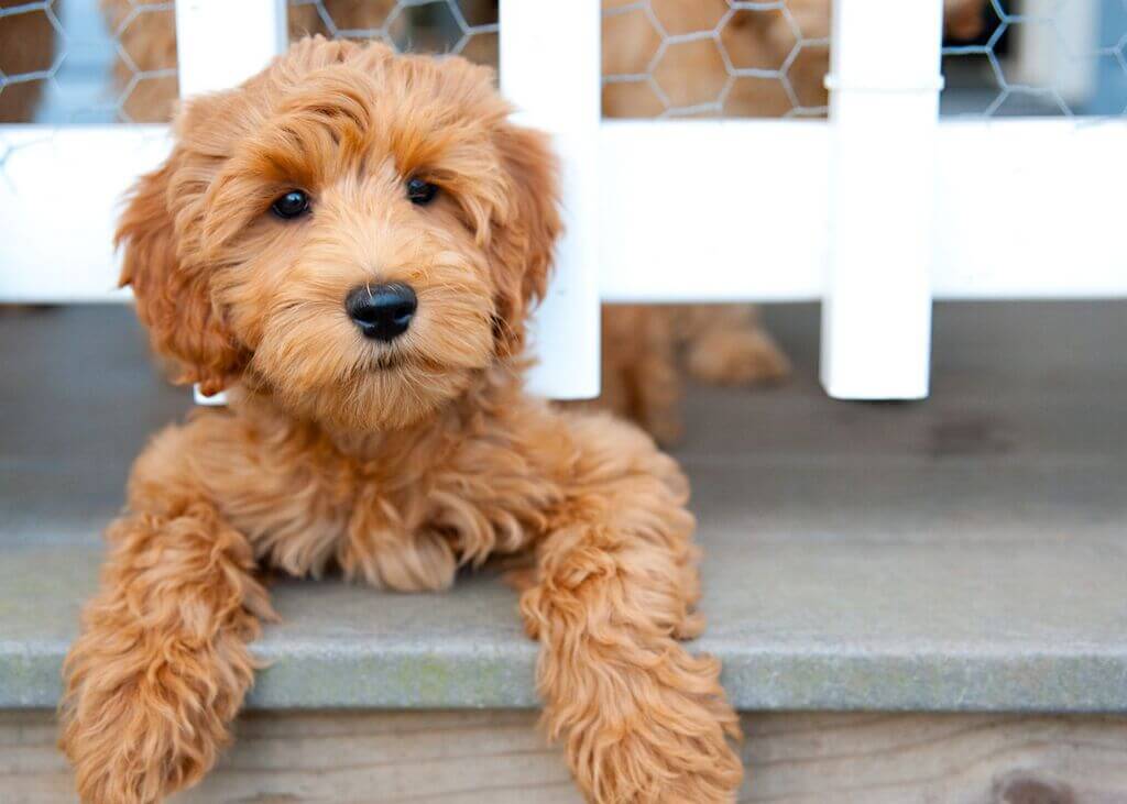 Some Common Health Problems in Labradoodles