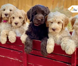 Australian Labradoodle Puppy
