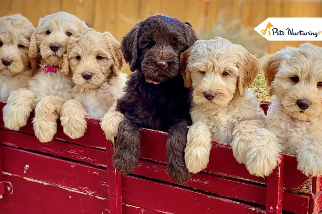 Australian Labradoodle Puppy