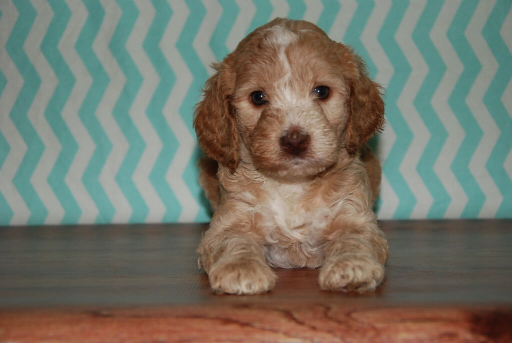 Do's and Don'ts of Looking After Your Labradoodle in Winter