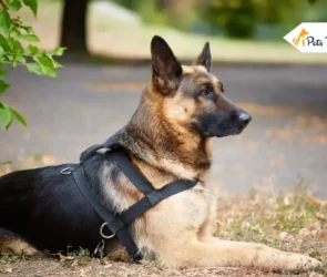 Black German Shepherds