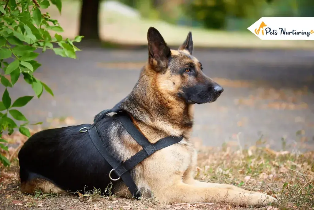 Black German Shepherds