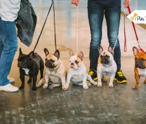 Blue French Bulldogs