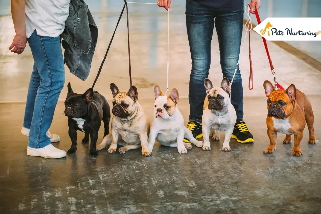 Blue French Bulldogs
