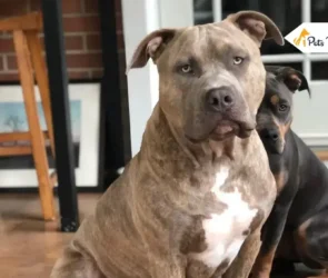 Brindle Pitbulls