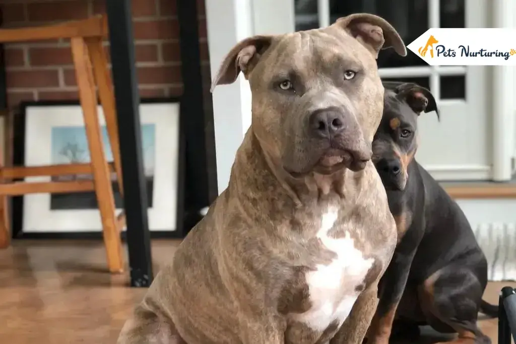 Brindle Pitbulls