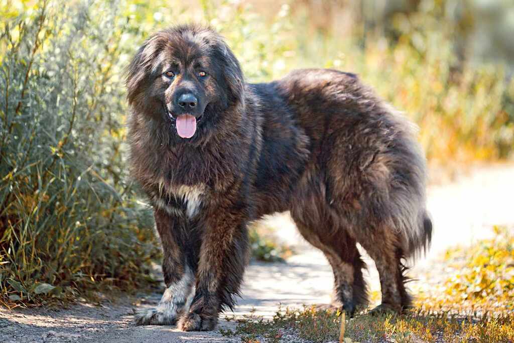 Coat Colors of Caucasian Shepherd 