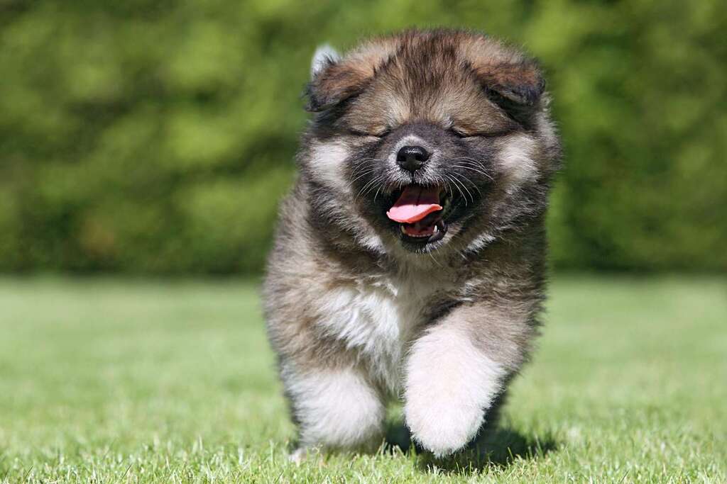 Caucasian Shepherd Health and Nutrition requirement 