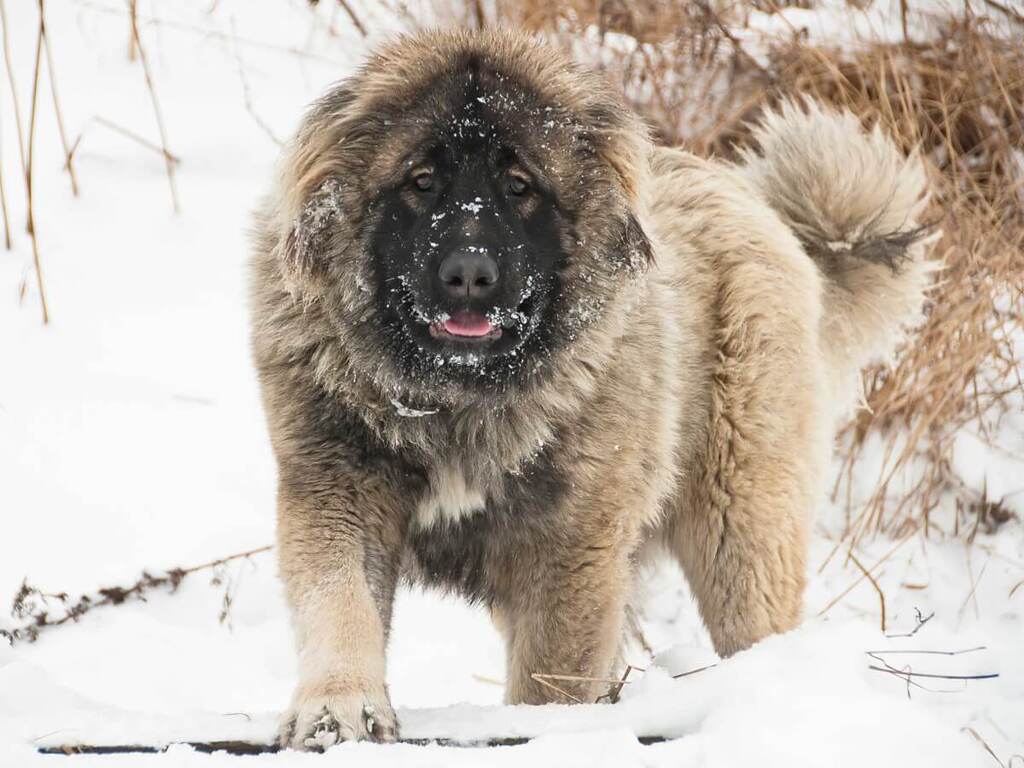 Life Span of Caucasian Shepherd 