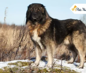 Caucasian Shepherd dog