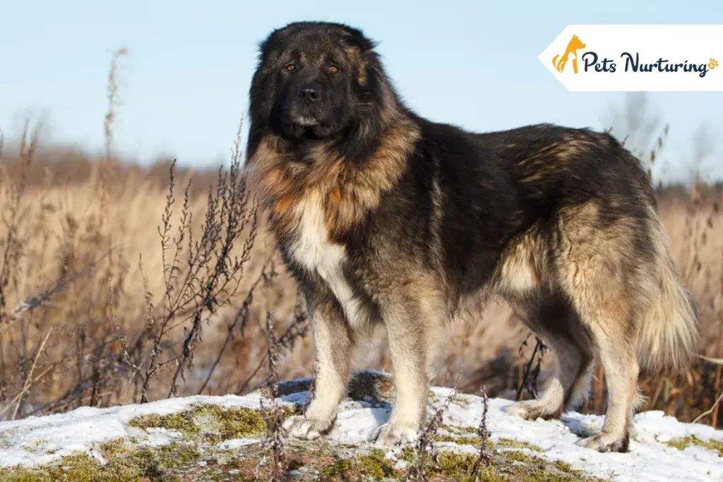 Caucasian Shepherd dog