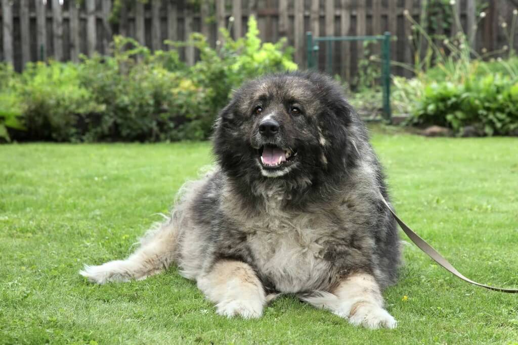 Grooming Needs of Caucasian Shepherd 