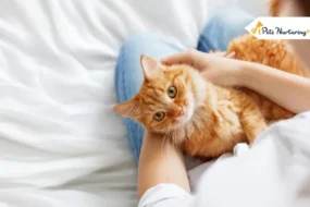 Deworming Cat