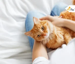 Deworming Cat