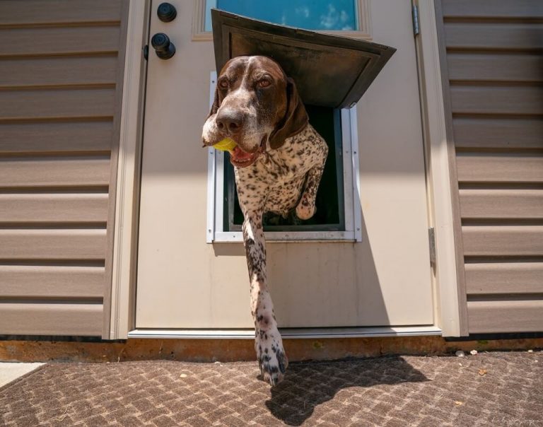 Tips for Finding the Best Doggie Door for Your Furry Friend