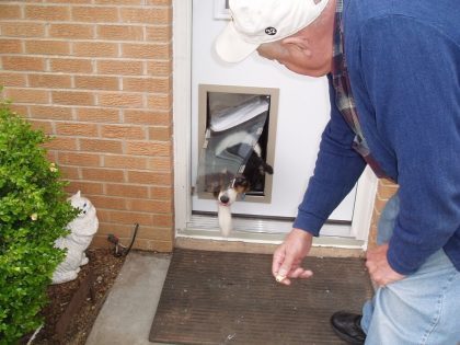 Tips for Finding the Best Doggie Door for Your Furry Friend