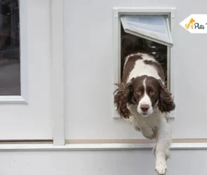 Doggie Doors