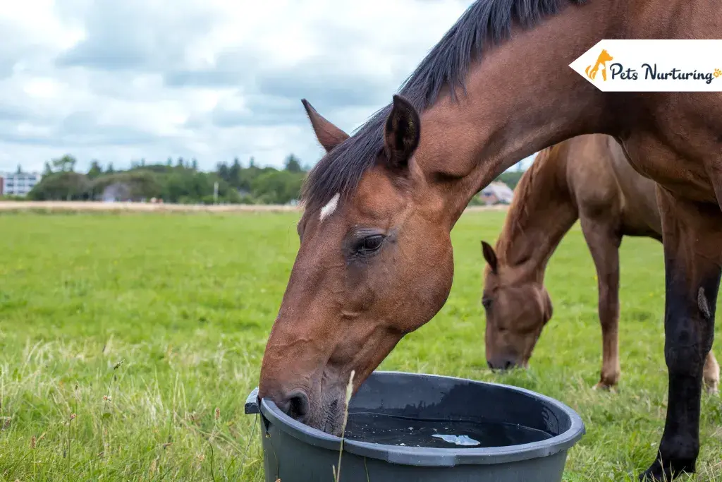 Hydration in Horse